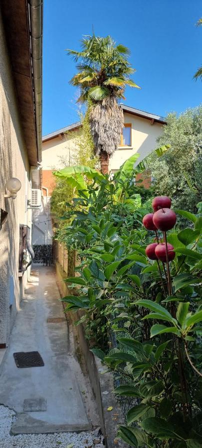 Studio Simone - Terrasse Et Jardin - Tv - Wifi Тулуза Екстериор снимка